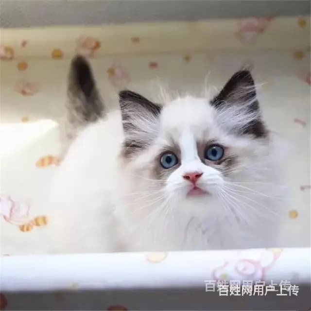 云南大理猫舍直销布偶猫多少钱一只 - 图片 10