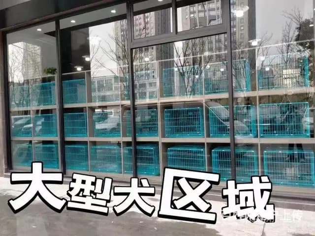 大理靠谱犬舍售卖高加索犬 品种齐全支持本地上门全国发货 - 图片 4